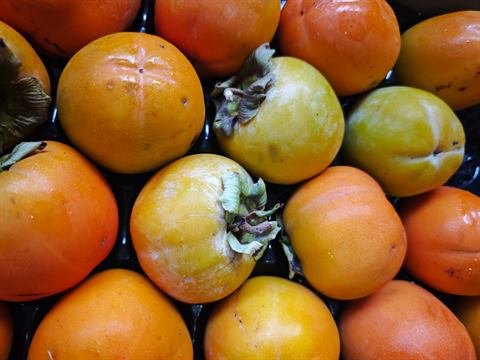 Caquis maduros, naranjas y amarillos