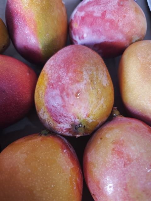 Mangos maduros